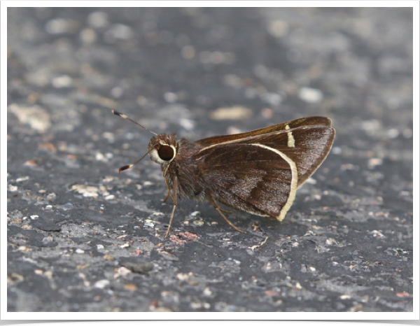 Moon-marked Skipper